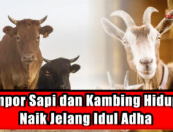 Impor Sapi dan Kambing Hidup Naik Jelang Idul Adha