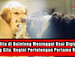 Balita di Buleleng Meninggal Usai Digigit Anjing Gila, Begini Pertolongan Rabies