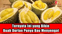 Ternyata Ini yang Bikin Buah Durian Punya Bau Menyengat 2 Ternyata Ini yang Bikin Buah Durian Punya Bau Menyengat