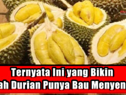 Ternyata Ini yang Bikin Buah Durian Punya Bau Menyengat