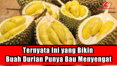 Ternyata Ini yang Bikin Buah Durian Punya Bau Menyengat