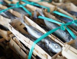 Ikan Pindang Solusi Kemiskinan dan Stunting   