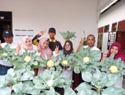 Kades Tanah Rendah Panen Sayur Di Pekarangan Kantor Desa
