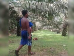 Karyawan PTPN III Afdeling I Kebun Sei Dadap Diduga Tak Gunakan APD Saat Memanen Sawit