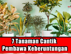 7 Tanaman Cantik Pembawa Keberuntungan