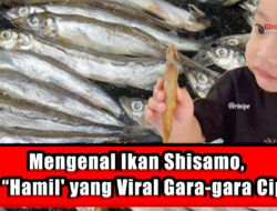 Mengenal Ikan Shisamo, Ikan ‘Hamil’ yang Viral Gara gara Cipung