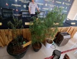 Simpan 5 Pot Tanaman Ganja, Pesulap Oge dan Temannya Terancam Hukuman Berat