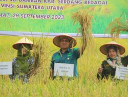 Bupati Sergai Hadiri SIMURP Dan Panen Raya Padi Sawah