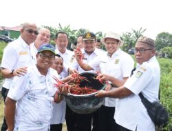 Pemkab Sergai Berkomitmen Perkuat Sektor Holtikultura, Memiliki Potensi Pertanian yang Luar Biasa, Seperti Cabai