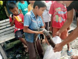 Bermain di Sawah, 3 Bocah Tangkap Ular Jenis Piton Berukuran 3 Meter Lebih