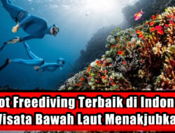 5 Spot Freediving Terbaik di Indonesia, Wisata Bawah Laut Menakjubkan