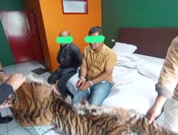 Polda Sumut Tangkap 2 Pelaku Jual Kulit Harimau
