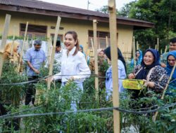 Ketua TP PKK Kota Medan dan Poktan Bogainvile Panen Cabai