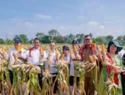 Panen Jagung di Medan, Mentan: Semoga Kita Bisa Menghentikan Impor