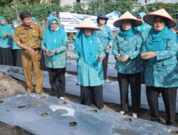 TP PKK Asahan Ikuti Gerakan Tanam Cabai Serentak