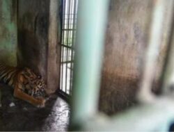 Anggota DPRD Minta Medan Zoo Dievaluasi Usai 3 Harimau Mati