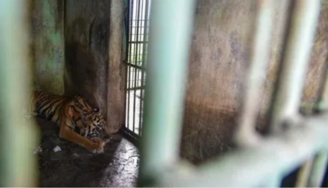 Anggota DPRD Minta Medan Zoo Dievaluasi Usai 3 Harimau Mati