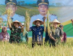 Panen Raya Padi di Persawahan Mabar Hilir, Bobby Nasution Ingin Sektor Pertanian Lebih Berkembang