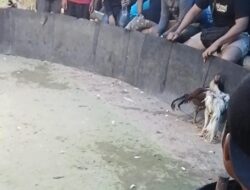 Marak judi Sabung Ayam di desa Sei kamah Baru Asahan,APH KEMANA?