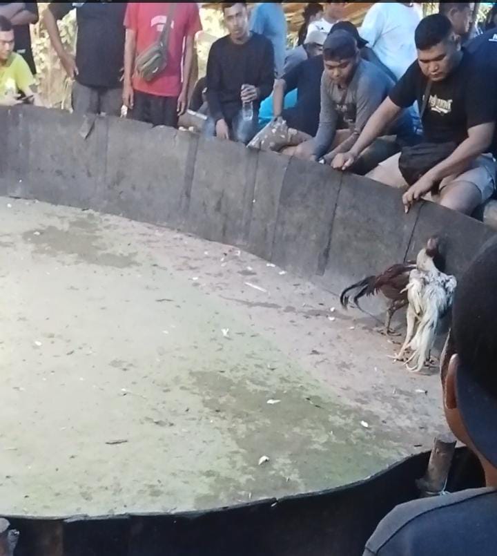 Marak judi Sabung Ayam di desa Sei kamah Baru Asahan,APH KEMANA?
