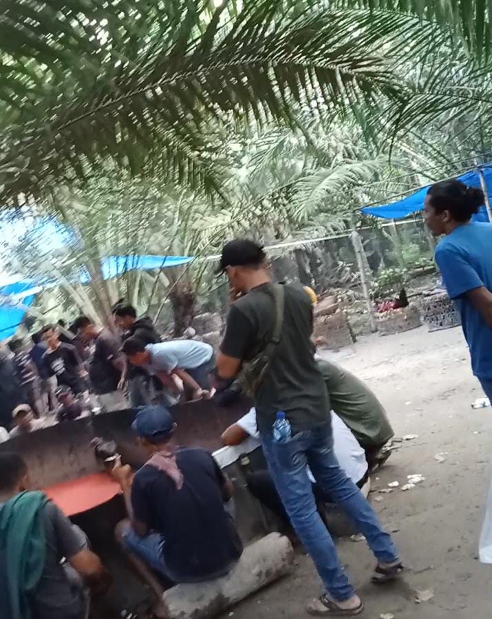 Marak judi Sabung Ayam di desa Sei kamah Baru Asahan,APH KEMANA?