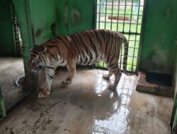 Sakit Tua, Si Manis Harimau Sumatera Koleksi Medan Zoo Mati