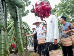 Sambangi Warung Kopi di Sei Sijenggi, Adlin Tambunan Ajak Masyarakat Panen Buah Naga