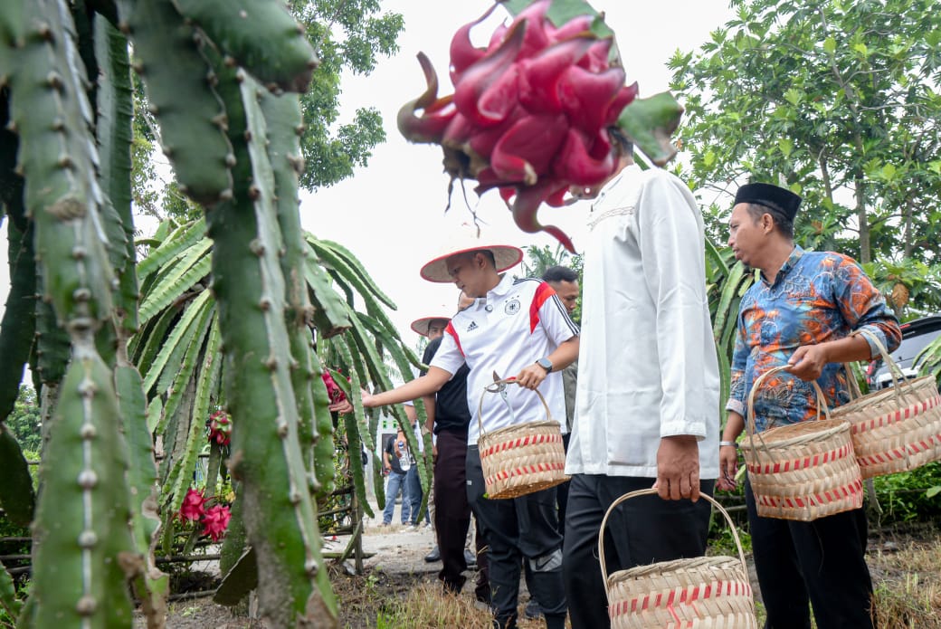 Sambangi Warung Kopi di Sei Sijenggi, Adlin Tambunan Ajak Masyarakat Panen Buah Naga