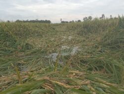 Petani di Tanjung Beringin Merugi Pasca Panen Raya, Puluhan Hektar Tanaman Padi Terancam Tidak Terpanen
