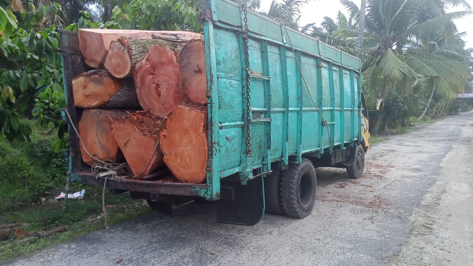 Penumbangan Pohon Mahoni di dusun 1 sampai VIII jati Sari yang dilakukan Kades Tinggi Raja diduga tidak kantongi Izin
