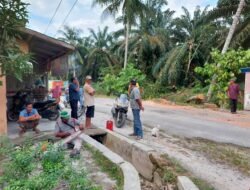 Penumbangan Pohon Mahoni di dusun 1 sampai VIII jati Sari yang dilakukan Kades Tinggi Raja diduga tidak kantongi Izin
