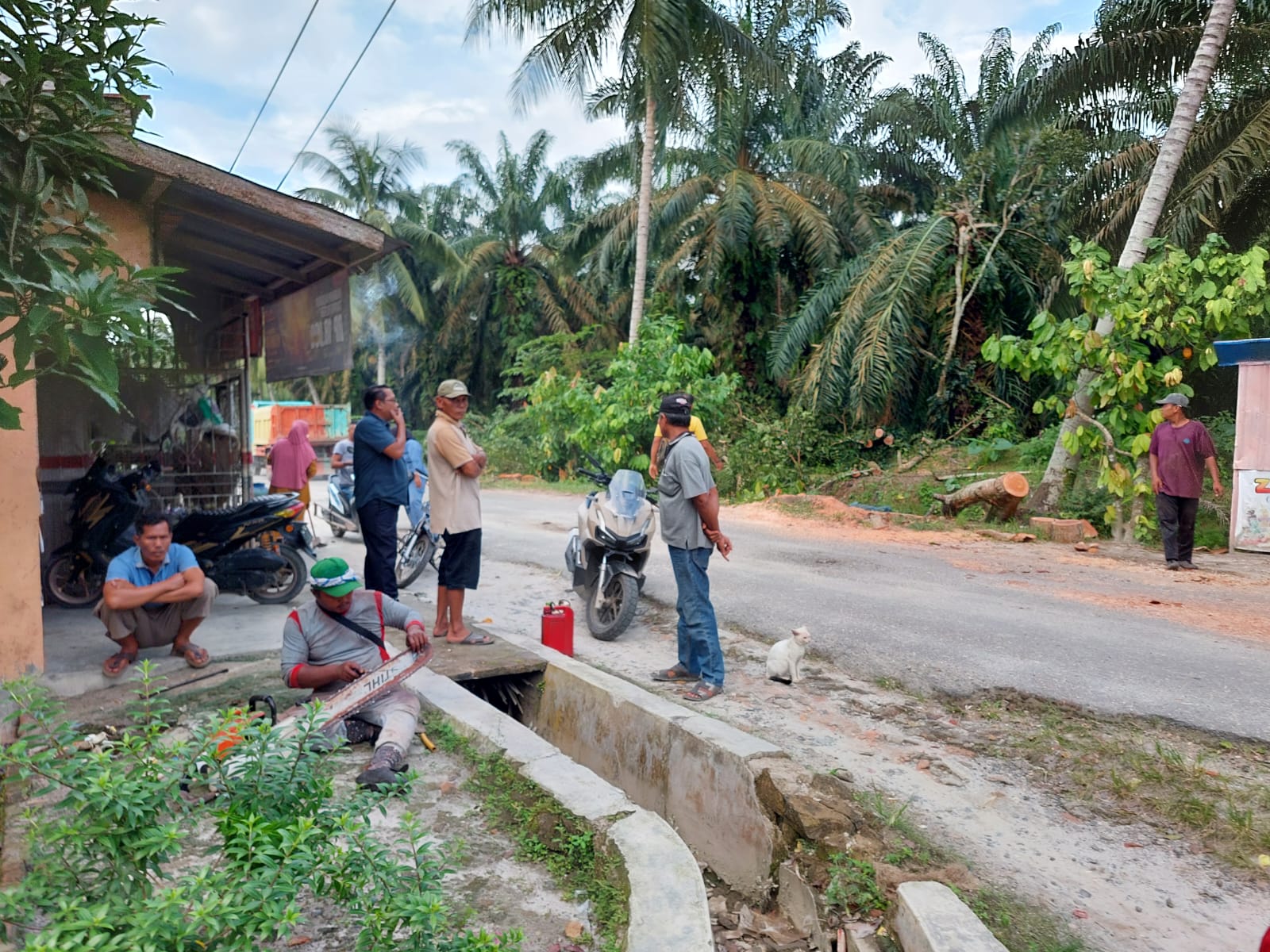 Penumbangan Pohon Mahoni di dusun 1 sampai VIII jati Sari yang dilakukan Kades Tinggi Raja diduga tidak kantongi Izin