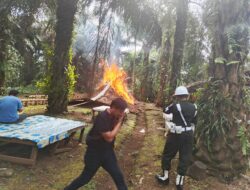 Arena Judi Sabung Ayam di Pancur Batu Digerebek, Denpom I/5 Medan Turun Tangan