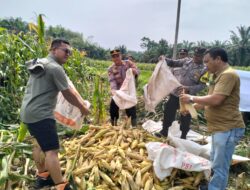 Solid Dukung Program Pemerintah, Polsek Dolok Masihul Panen Jagung di Lahan 2 Hektare
