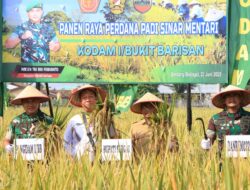 Pemkab Sergai dan Kodam I/BB Panen Raya Padi Sinar Mentari, Hasil Capai 10 Ton per Hektare
