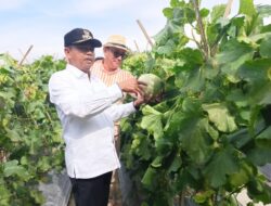 Petani Melon dari Sergai Raup Miliaran Rupiah, Bupati: Ini Inspirasi untuk Generasi Muda!