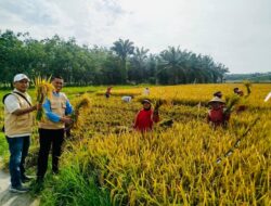 Komitmen Dukung Ketahanan Pangan Nasional, PMP Panen Padi di Lahan Binaan di Langkat