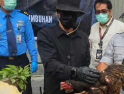 Lewat Katim Gakkum : Karantina Bantah Tak Pernah Menutup Pelayanan, Asalkan Jelas Asal Usul Ayam