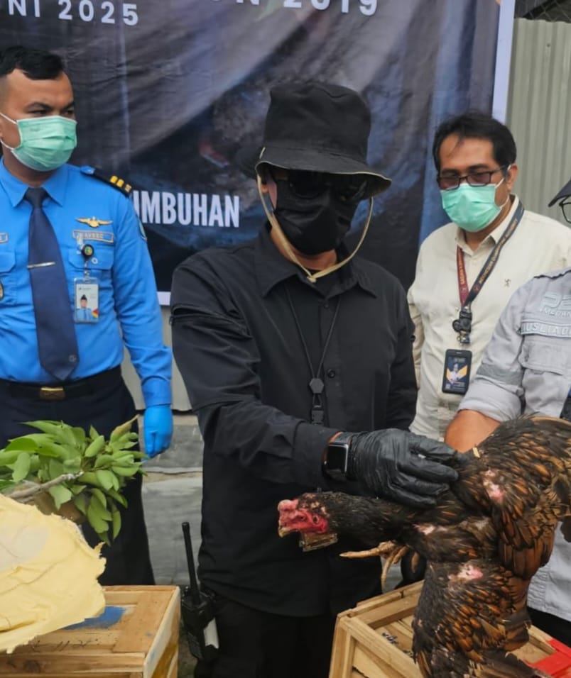Lewat Katim Gakkum : Karantina Bantah Tak Pernah Menutup Pelayanan, Asalkan Jelas Asal Usul Ayam