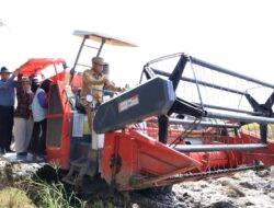 Produksi Padi di Sergai Naik, Capai 8 Ton per Hektare