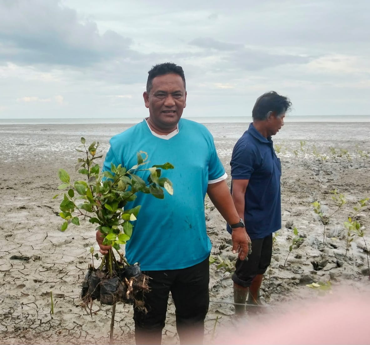 Pemdes Bagan Kuala dan Mahasiswa UMSU Tanam 1.000 Pohon Mangrove untuk Tangkal Abrasi