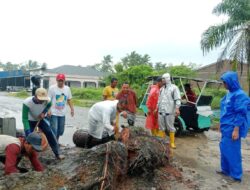 Cuaca Ekstrem, Tumbangkan Pohon Besar Jalan Lintas Tanjung Beringin