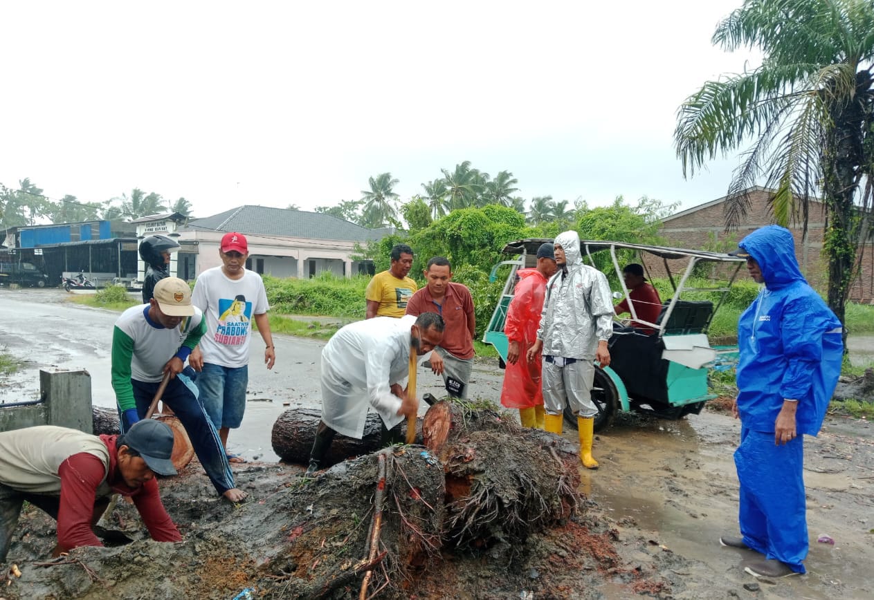 Cuaca Ekstrem, Tumbangkan Pohon Besar Jalan Lintas Tanjung Beringin