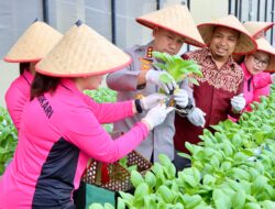 Aktif Dukung Program Pangan Nasional, Polrestabes Medan Panen Melon Hidroponik