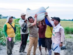 Sergai Peringkat Pertama Luas Panen dan Produksi Padi di Sumut Dua Tahun Berturut-turut