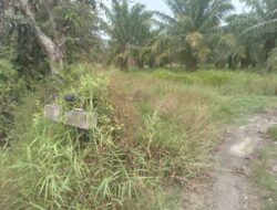 Diduga Alih Fungsi Hutan Lindung, Aktivitas PT BMP di Pematang Kuala Jadi Sorotan