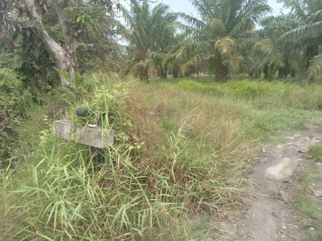 Diduga Alih Fungsi Hutan Lindung, Aktivitas PT BMP di Pematang Kuala Jadi Sorotan