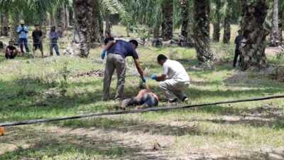 Pria Ditemukan Tewas Bersimbah Darah di Kebun Sawit Socfindo Matapao