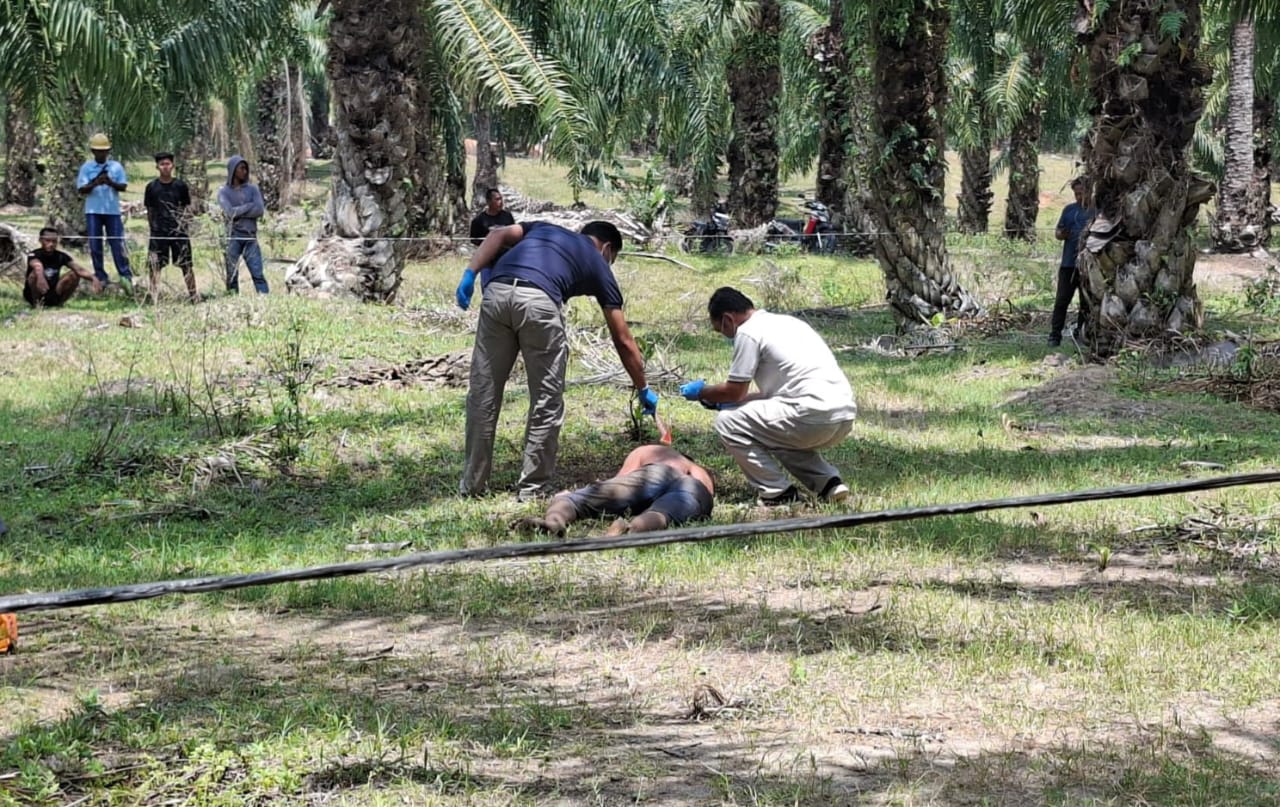 Pria Ditemukan Tewas Bersimbah Darah di Kebun Sawit Socfindo Matapao
