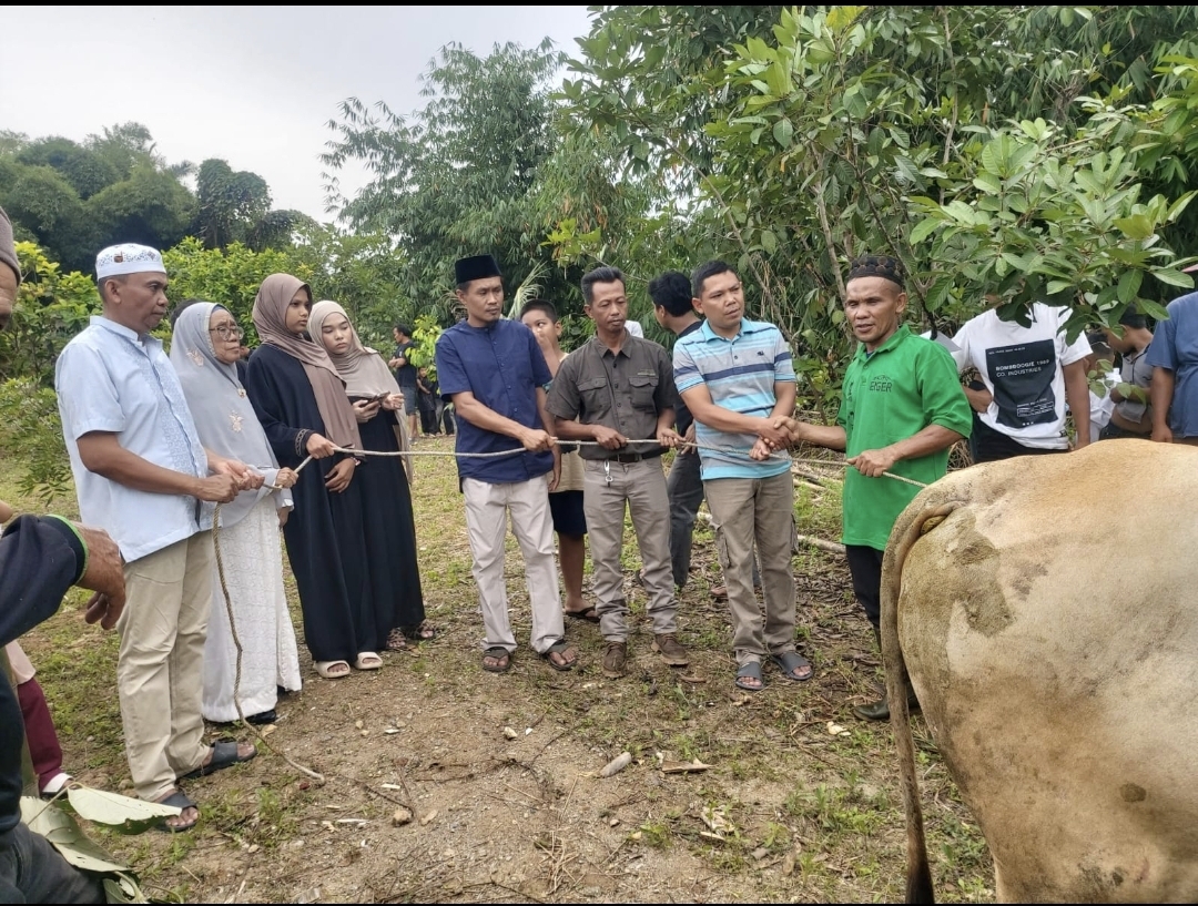 Hari Pertama Idul Adha Warga Komplek Al Falah Tambun Timur Pematang Siantar Laksanakan Qurban 5 Lembu